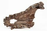 Fossil Mosbach Wolf (Canis) Partial Mandible - France #218721-2